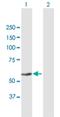 Zinc Finger Protein 582 antibody, H00147948-B01P, Novus Biologicals, Western Blot image 