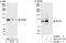 SRSF Protein Kinase 2 antibody, NBP1-30114, Novus Biologicals, Immunoprecipitation image 