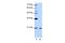 RNA Binding Motif Protein 8A antibody, PA5-41798, Invitrogen Antibodies, Western Blot image 
