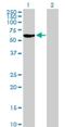 Retinoic Acid Receptor Gamma antibody, H00005916-B01P, Novus Biologicals, Western Blot image 