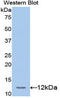 Transcription Factor 20 antibody, LS-C297880, Lifespan Biosciences, Western Blot image 