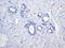 Myosin Light Chain 2 antibody, ab92721, Abcam, Immunohistochemistry paraffin image 