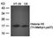 Purinergic Receptor P2X 4 antibody, orb12376, Biorbyt, Western Blot image 