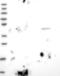 GLIPR1 Like 2 antibody, NBP1-81091, Novus Biologicals, Western Blot image 