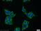 MAGE Family Member B1 antibody, 12400-1-AP, Proteintech Group, Immunofluorescence image 