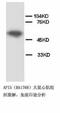 Apoptosis inhibitor 5 antibody, LS-C171656, Lifespan Biosciences, Western Blot image 