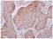 Dynactin Subunit 4 antibody, NBP2-16242, Novus Biologicals, Immunohistochemistry frozen image 