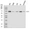 CD226 Molecule antibody, A01094-3, Boster Biological Technology, Western Blot image 