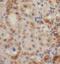 Trafficking Protein Particle Complex 13 antibody, FNab01122, FineTest, Immunohistochemistry paraffin image 