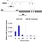 Mitogen-Activated Protein Kinase 1 antibody, 710214, Invitrogen Antibodies, Chromatin Immunoprecipitation image 
