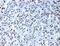 WT1 Transcription Factor antibody, MBS439434, MyBioSource, Immunohistochemistry frozen image 