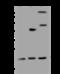 Ras-related protein Rab-18 antibody, 200809-T44, Sino Biological, Western Blot image 