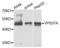 VPS37A Subunit Of ESCRT-I antibody, PA5-76288, Invitrogen Antibodies, Western Blot image 
