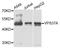 VPS37A Subunit Of ESCRT-I antibody, PA5-76288, Invitrogen Antibodies, Western Blot image 