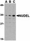 NudE Neurodevelopment Protein 1 Like 1 antibody, orb74469, Biorbyt, Western Blot image 