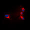 Troponin I3, Cardiac Type antibody, LS-C358370, Lifespan Biosciences, Immunofluorescence image 