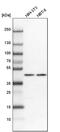 Nucleoporin 43 antibody, PA5-55514, Invitrogen Antibodies, Western Blot image 