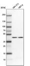 Nucleoporin 43 antibody, PA5-55514, Invitrogen Antibodies, Western Blot image 