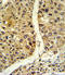 Nitric Oxide Synthase 3 antibody, LS-C162945, Lifespan Biosciences, Immunohistochemistry frozen image 