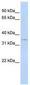 Cyclin-G1 antibody, TA330352, Origene, Western Blot image 