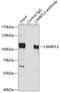 L3MBTL Histone Methyl-Lysine Binding Protein 3 antibody, 22-838, ProSci, Immunoprecipitation image 