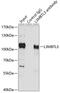 Lethal(3)malignant brain tumor-like protein 3 antibody, 22-838, ProSci, Immunoprecipitation image 