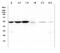 Desmin antibody, M01948-3, Boster Biological Technology, Western Blot image 