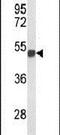 Forkhead Box G1 antibody, PA5-26794, Invitrogen Antibodies, Western Blot image 