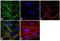 Laminin Subunit Alpha 2 antibody, 711304, Invitrogen Antibodies, Immunofluorescence image 