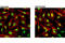 Heat Shock Transcription Factor 1 antibody, 12972S, Cell Signaling Technology, Immunofluorescence image 