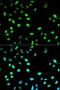 Cell Division Cycle 20 antibody, orb49134, Biorbyt, Immunofluorescence image 