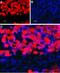 Cholinergic Receptor Nicotinic Beta 4 Subunit antibody, PA5-77510, Invitrogen Antibodies, Immunohistochemistry frozen image 