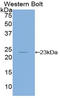 Interleukin 1 Beta antibody, LS-C294783, Lifespan Biosciences, Western Blot image 