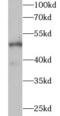 WD Repeat Domain, Phosphoinositide Interacting 2 antibody, FNab09513, FineTest, Western Blot image 