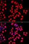 Cullin 1 antibody, orb136548, Biorbyt, Immunofluorescence image 