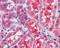 Suppressor Of Cytokine Signaling 1 antibody, NB100-781, Novus Biologicals, Immunohistochemistry frozen image 