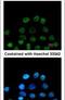 RB Binding Protein 4, Chromatin Remodeling Factor antibody, PA5-30423, Invitrogen Antibodies, Immunofluorescence image 