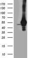 Tyrosyl-DNA Phosphodiesterase 2 antibody, CF811981, Origene, Western Blot image 