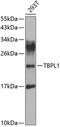 TATA-Box Binding Protein Like 1 antibody, A07468, Boster Biological Technology, Western Blot image 