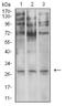 Elastase, Neutrophil Expressed antibody, NBP2-61658, Novus Biologicals, Western Blot image 