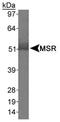 CD204 antibody, PA5-22957, Invitrogen Antibodies, Western Blot image 