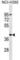 Olfactory Receptor Family 2 Subfamily T Member 5 antibody, abx030286, Abbexa, Western Blot image 