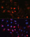 Aquaporin 5 antibody, 23-977, ProSci, Immunofluorescence image 