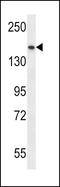 Structural Maintenance Of Chromosomes 1A antibody, LS-C161310, Lifespan Biosciences, Western Blot image 