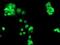 A-chimaerin antibody, NBP2-46290, Novus Biologicals, Immunocytochemistry image 