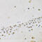 Orthodenticle Homeobox 2 antibody, 15-334, ProSci, Immunohistochemistry frozen image 