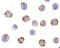 Nucleotide Binding Oligomerization Domain Containing 2 antibody, LS-B2721, Lifespan Biosciences, Immunocytochemistry image 