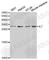 Interleukin 7 antibody, A1650, ABclonal Technology, Western Blot image 