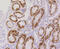 Ribosomal Protein S3 antibody, 13-940, ProSci, Immunohistochemistry paraffin image 