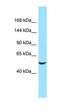 Rho Guanine Nucleotide Exchange Factor 40 antibody, orb326446, Biorbyt, Western Blot image 